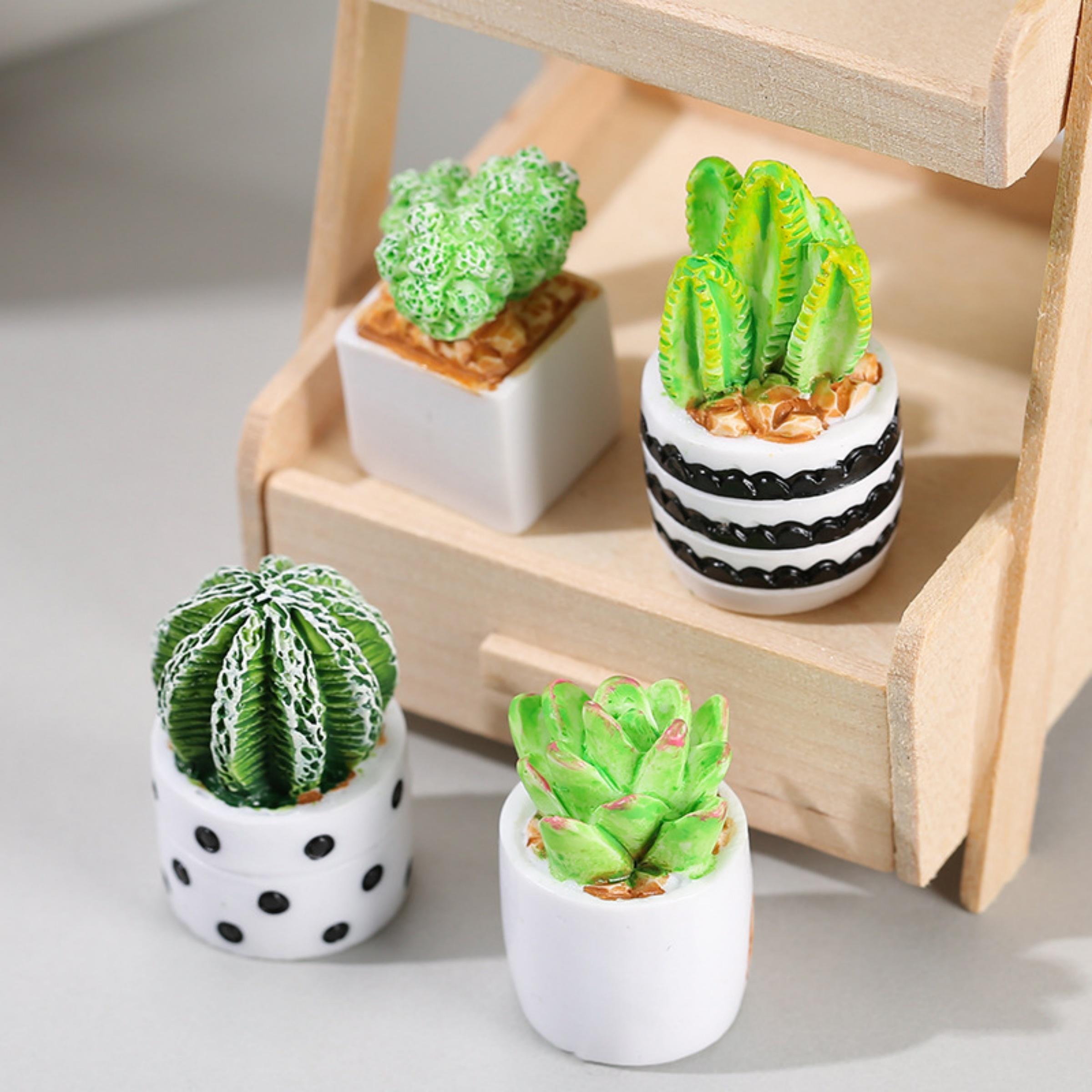 Echeveria Succulent - مجموعة من 4 قطع من نباتات