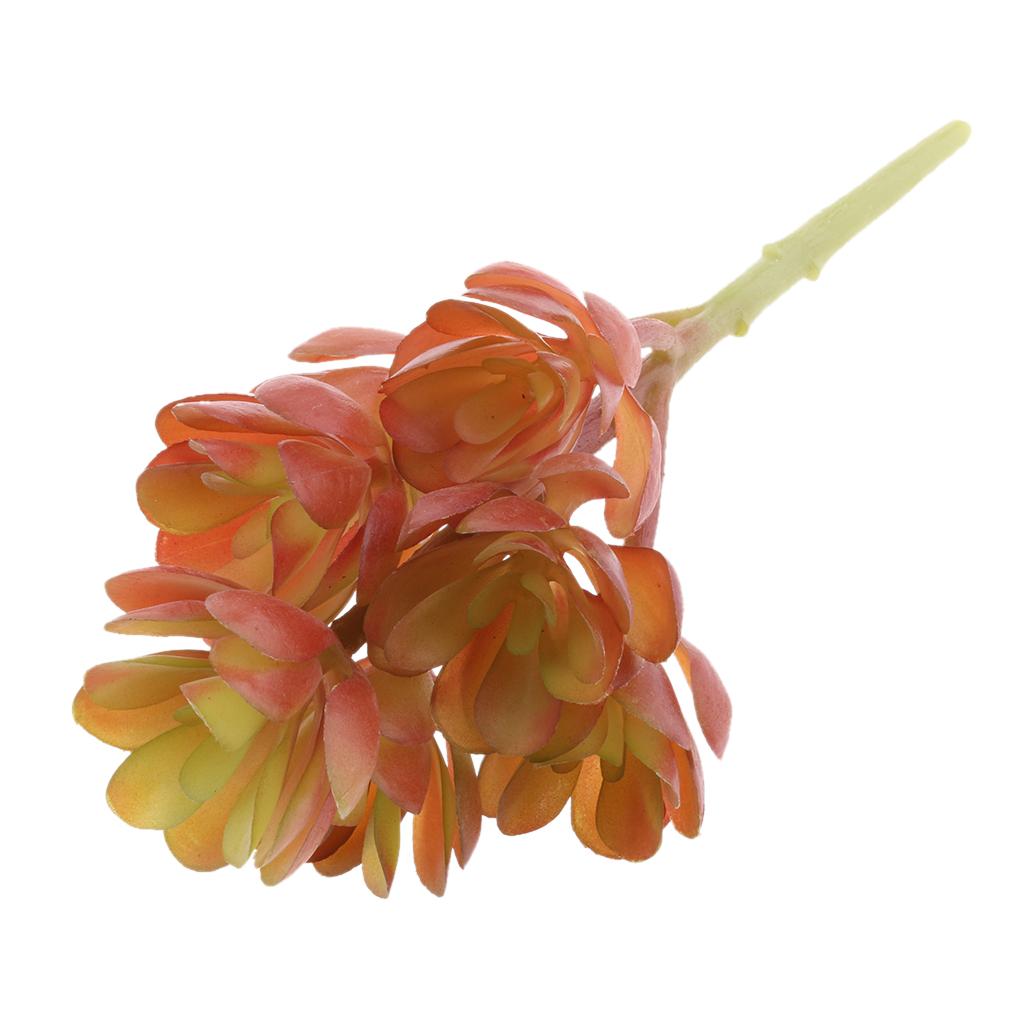 نباتات عصارية اصطناعية من البل - مراجعة Echeveria Succulent وسعره