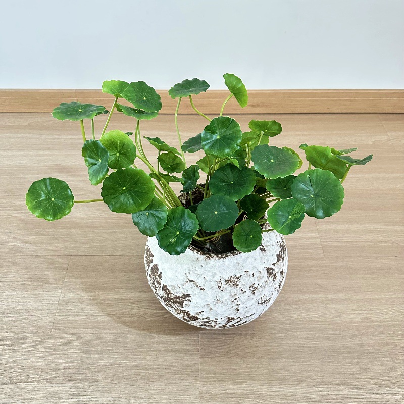 قطعتان من أوراق نبات البايليا  - مراجعة Pilea Peperomioides وسعره