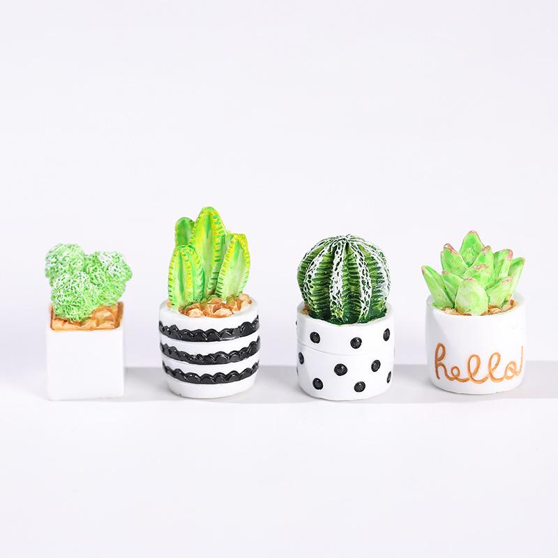 مجموعة من 4 قطع من نباتات الصب - مراجعة Echeveria Succulent وسعره